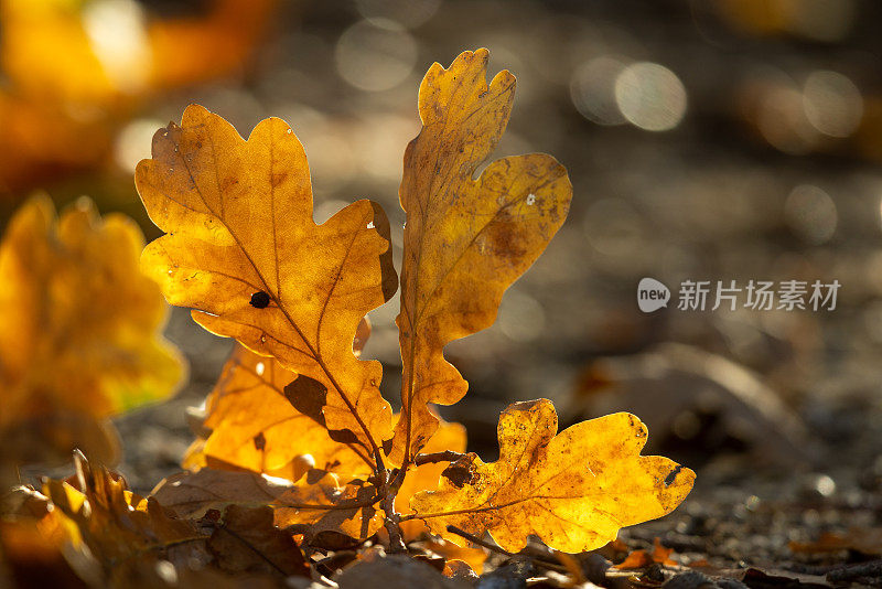 森林地面上的橡树叶