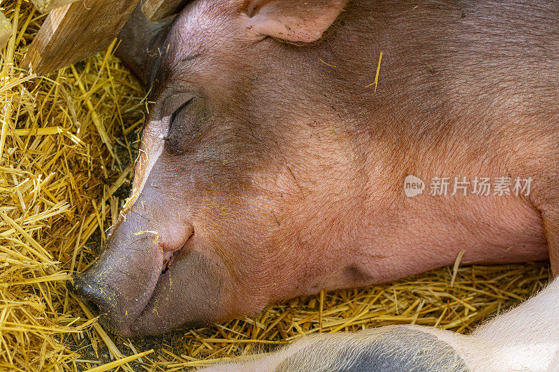 杜洛克猪在干草里睡觉
