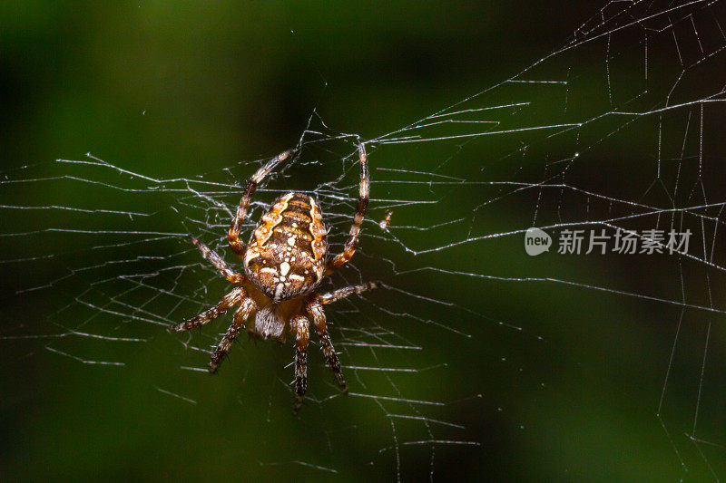 一只雌性欧洲花园十字蜘蛛在蛛网中的特写