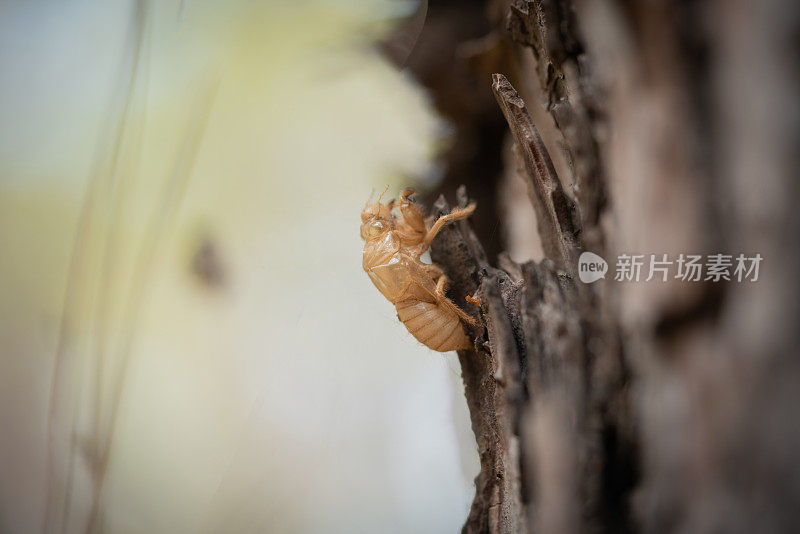 近距离观察干燥的老蝉壳附着在树皮层上