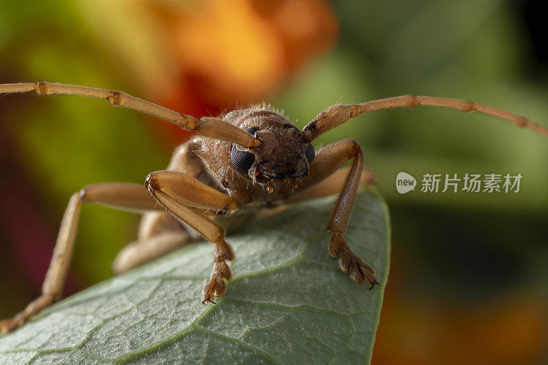 象牙标记甲虫