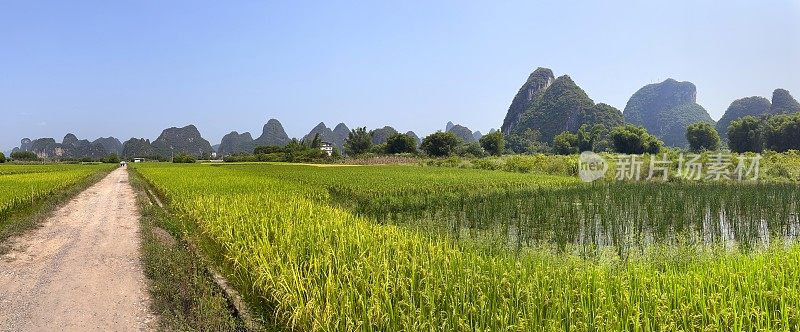 喀斯特地貌未污染农业区-稻田