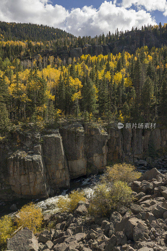 秋天的黄色白杨沿着科罗拉多南福克外的格兰德河悬崖