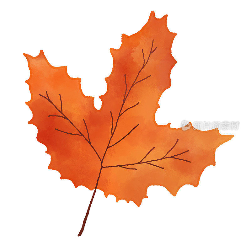 水彩秋叶孤立在白色背景与裁剪路径。红色、深红色、橙色和金色的秋天颜色，枫叶的叶子，被用作设计元素。