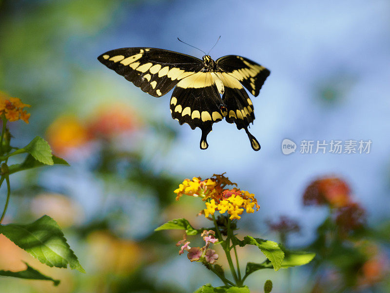 巨型燕尾蝶在亚利桑那花蓝天背景
