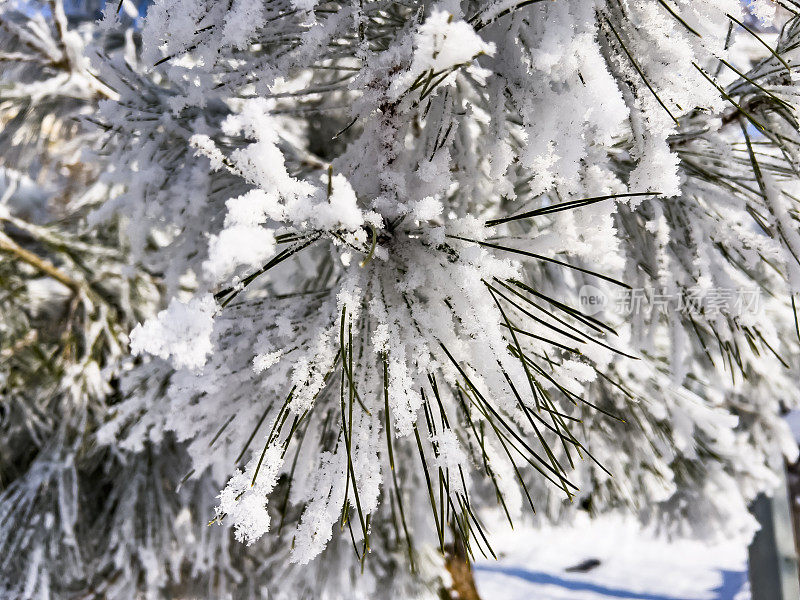 树枝上的雪