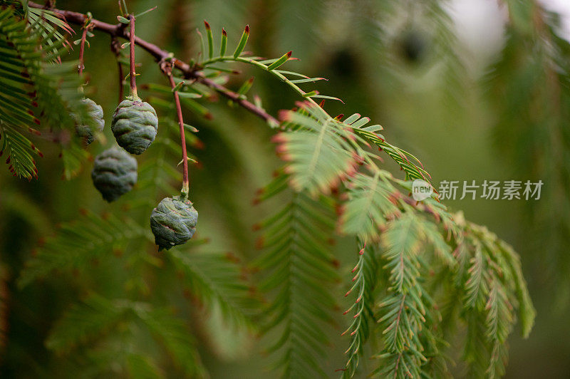 杉树树枝背景