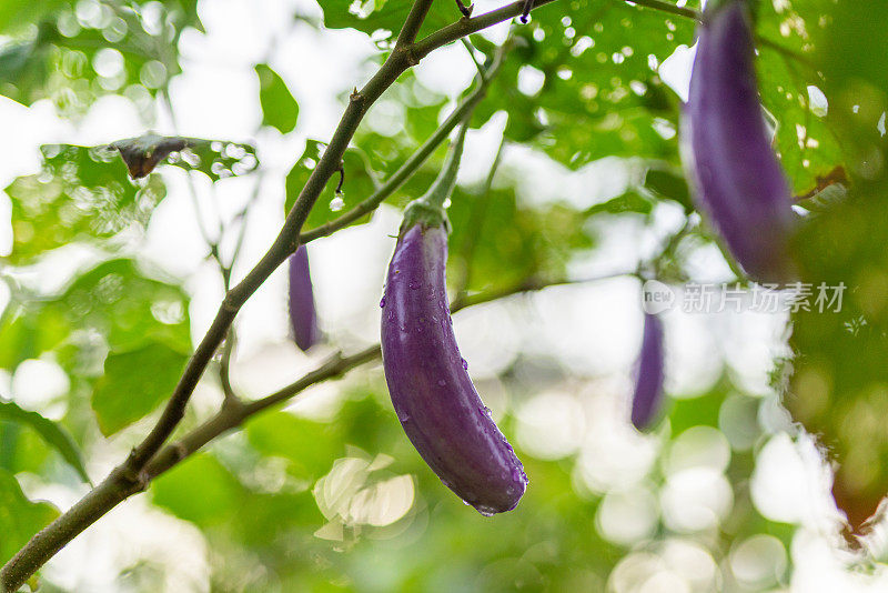 美丽新鲜的家庭种植茄子在早晨从树上健康生长的照片