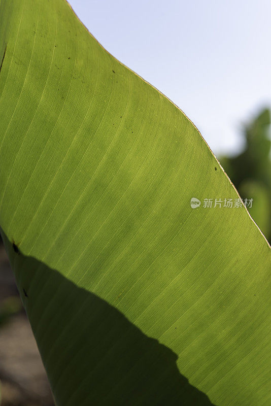 背光，倾斜的芭蕉叶与平行叶脉和焦点外天空和植被在右上角