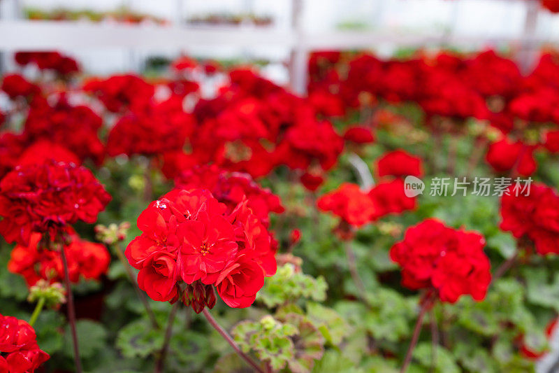 红色天竺葵，天竺葵花，特写，绿色散景模糊