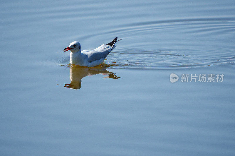 褐头鸥在吃东西