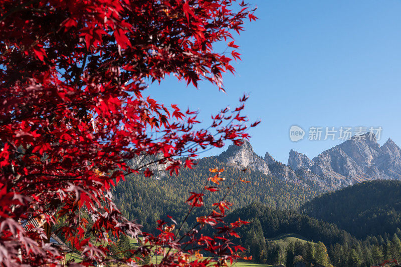 红色的枫叶和山脉