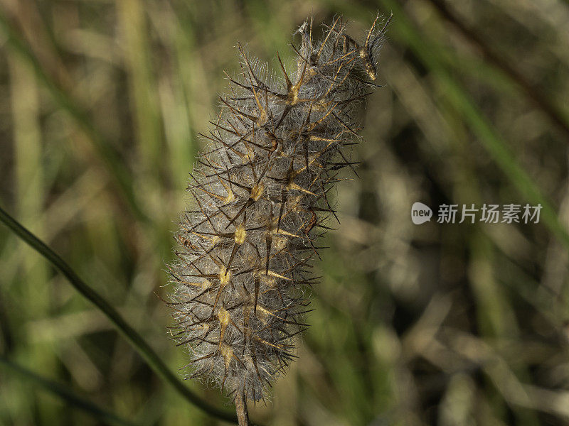 近距离的干燥蓬松的草