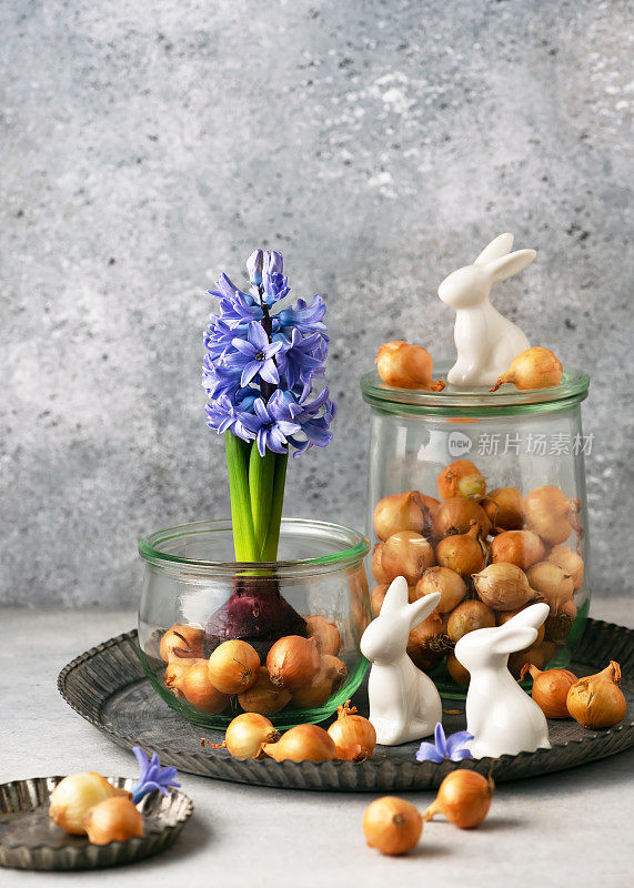 美丽的春天植物区系安排蓝葡萄风信子花和洋葱套在旧玻璃罐。