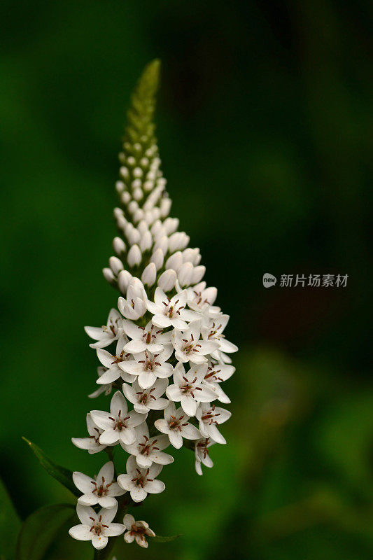 珍珠菜clethroides