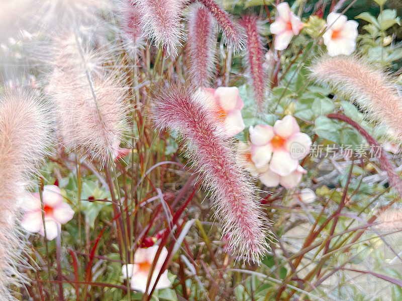 观赏草和开花菊科植物