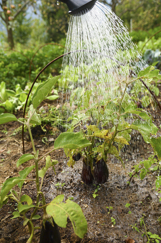 在永续花园给一株植物浇水