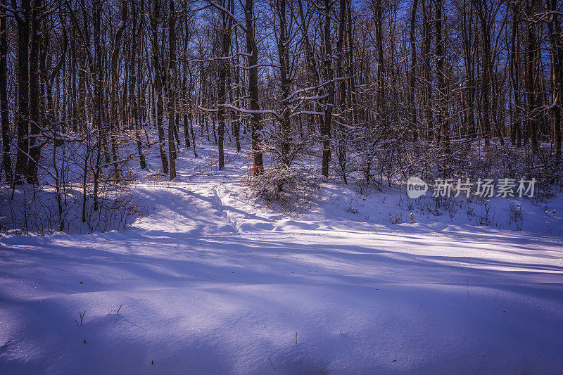 白色的冬季景观，树木被雪覆盖