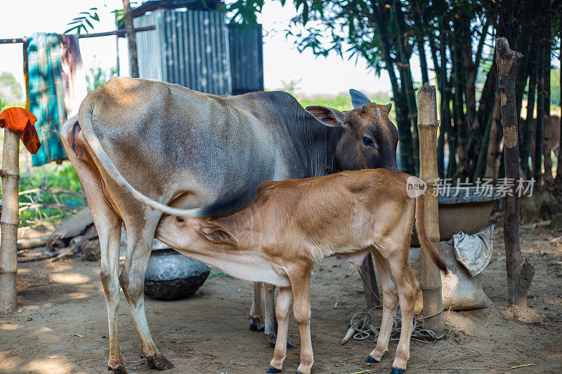 小牛正在从母牛妈妈那里喝奶。在偏远的村庄里，一头小牛正在喝牛奶。母牛妈妈正在喂小牛，这是一头刚出生的母牛。
