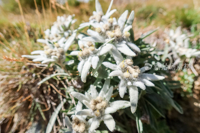 瑞士的野生雪绒花