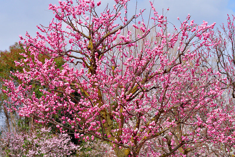 东京，日本公园里盛开的梅花