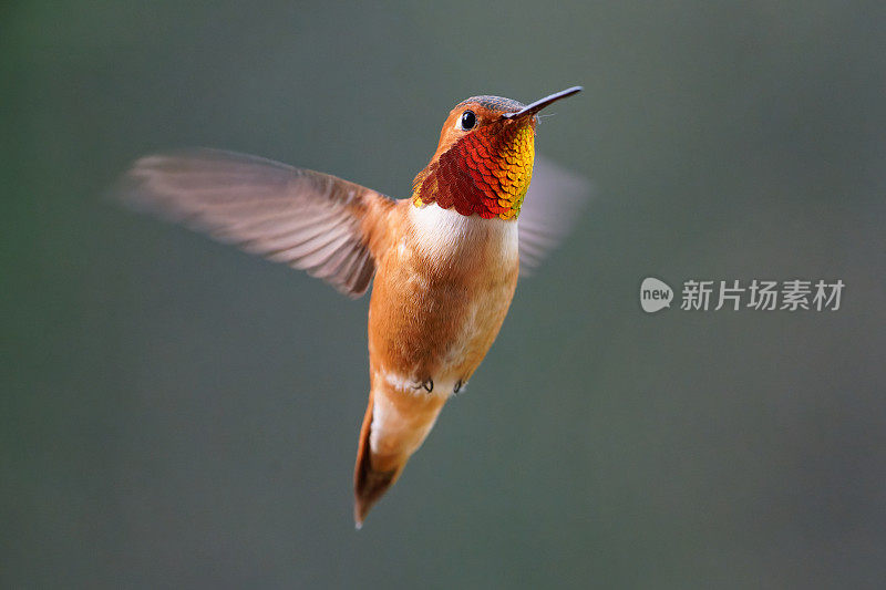 雄性红蜂鸟