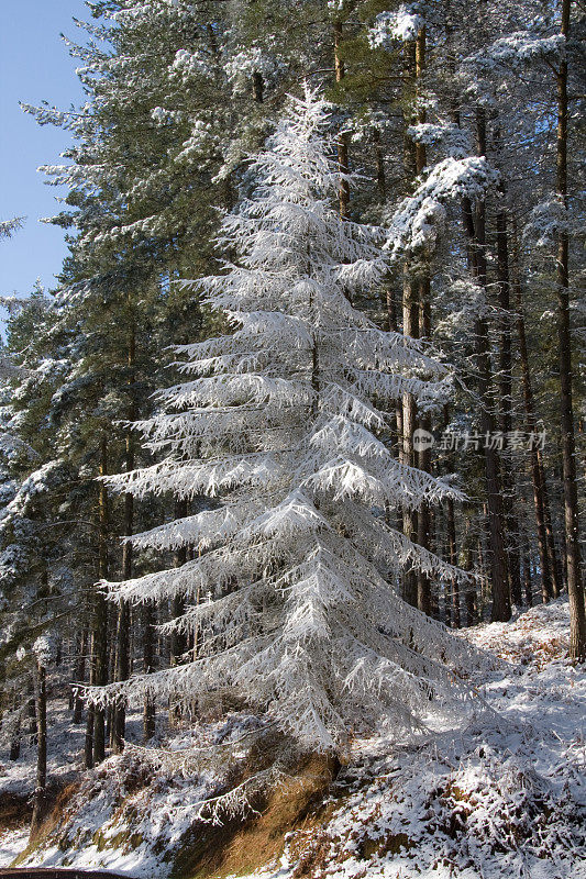 一个阳光明媚的冬日，在坎诺克追逐上有霜冻的树木
