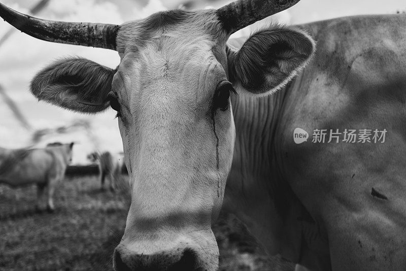 意大利的农业活动:牛类有机农业