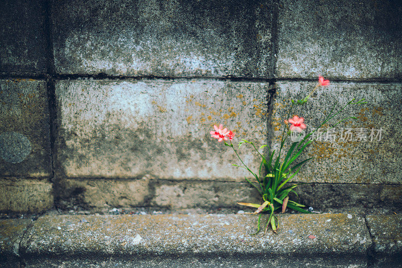 一朵无名的小花盛开在东京一个住宅区的角落里。