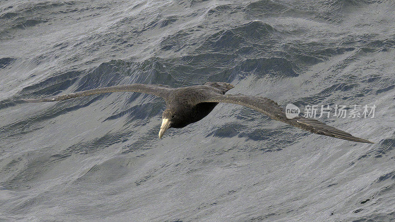 一只北方巨海燕在比格尔海峡的海浪上低空翱翔