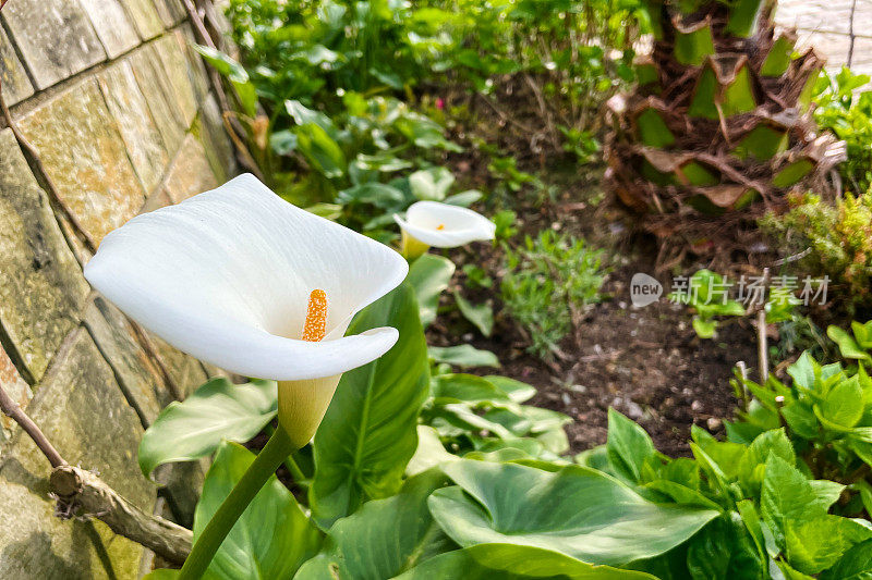 马蹄莲百合花在城市的草坪上