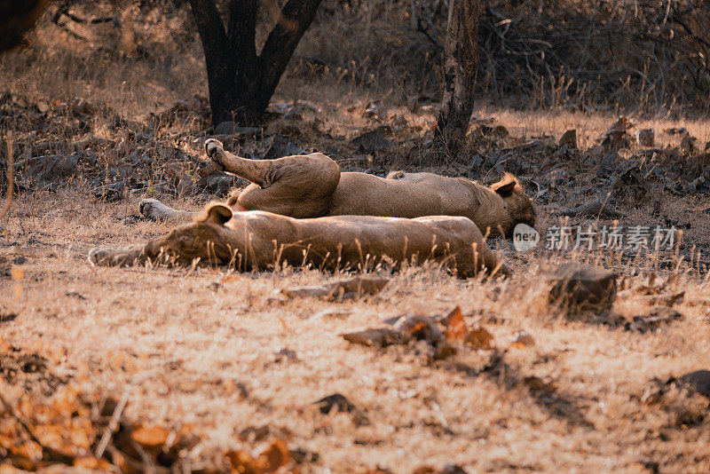 两只大型雄性亚洲狮正在睡觉放松