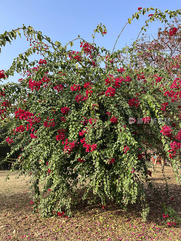 热带红色三角梅花苞片图像，观赏开花三角梅树与红色的花朵种植在草坪上，阳光明媚的蓝天，关注前景