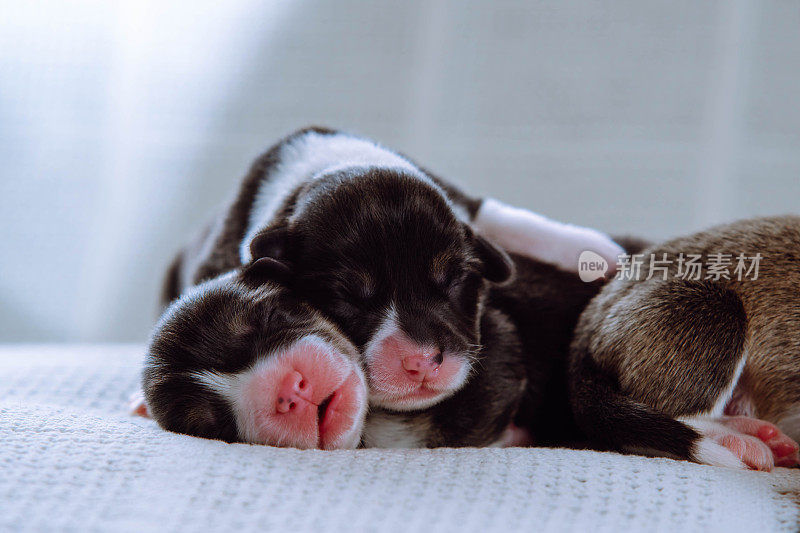 三个两个月大的宠物狗彭布罗克威尔士柯基小狗的特写，粉红色的鼻子躺在一起睡觉。
