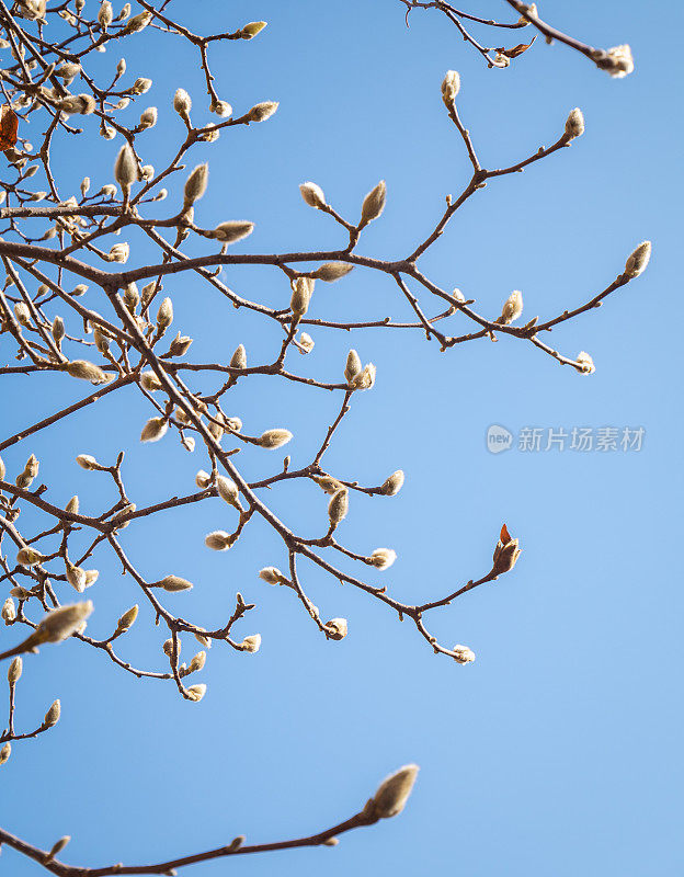 春玉兰芽