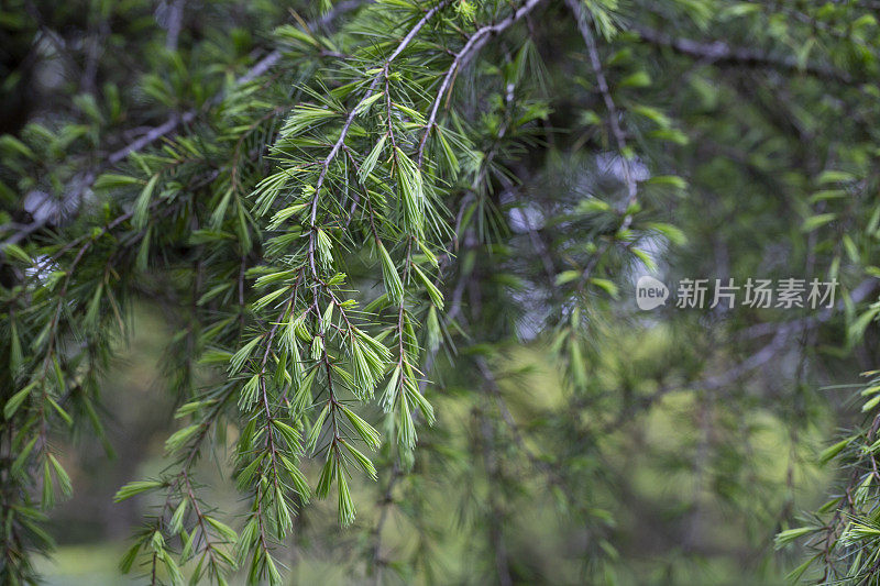 雪松，雪松，喜马拉雅雪松，或雪松，是一种原产于喜马拉雅山的雪松。