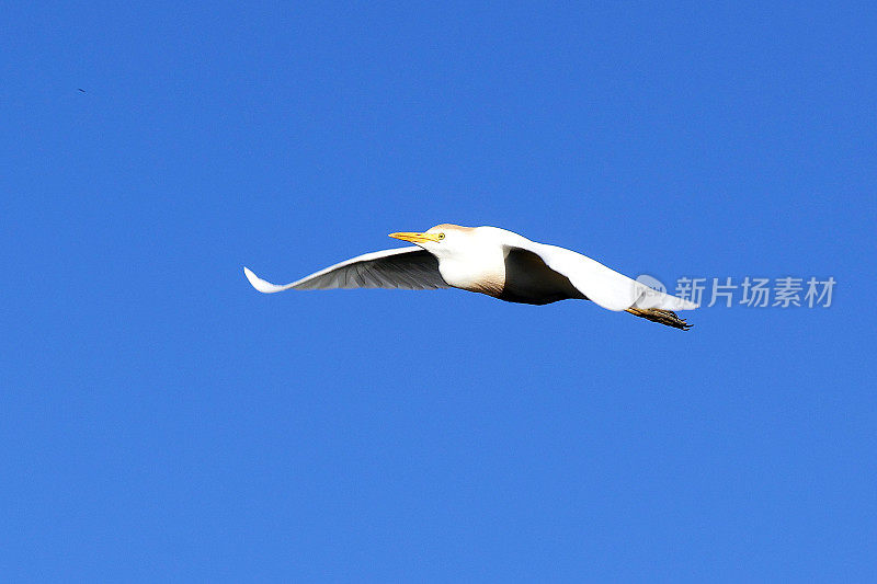 在Wakodahatchee湿地飞行的大白鹭