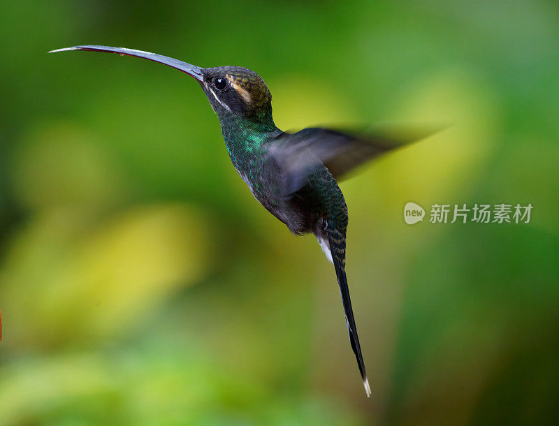 白须隐士蜂鸟