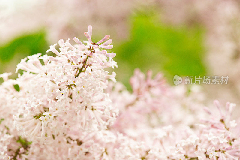 紫色的丁香花