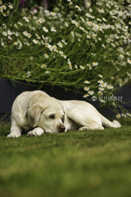 黄色拉布拉多猎犬在花园里休息