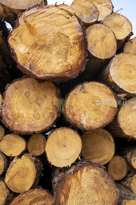 从森林里锯下树木。伐木木材工业。
