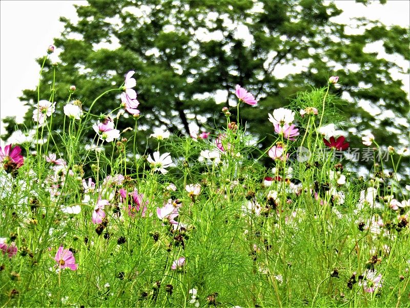 日本。8月。草地上有宇宙花，后面有一棵老树。