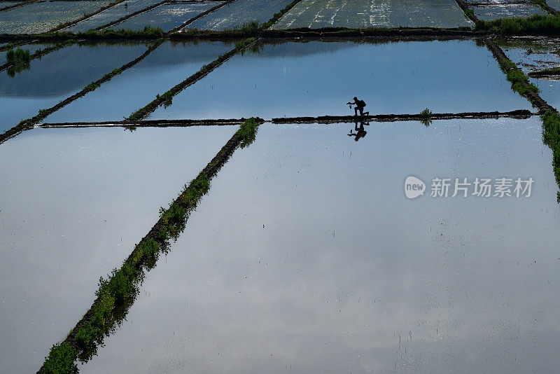 摄影师走在田地之间，捕捉Çorum地区Osmancık水田的灌溉景象。