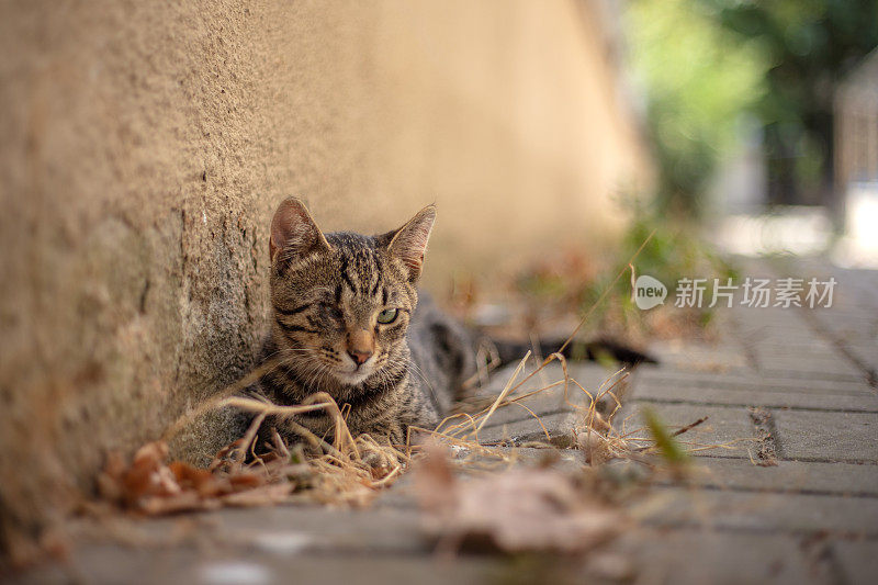 眼睛受伤的虎斑流浪猫。