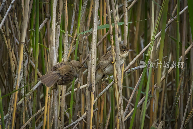 苇丛里的苇莺