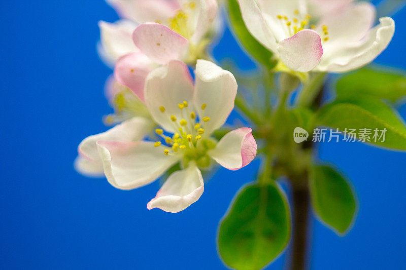 一棵苹果树的照片，白色的花朵盛开，生长在蓝色的背景上。海棠盛开的花。白色的小花，在蓝色的背景上生长和盛开。