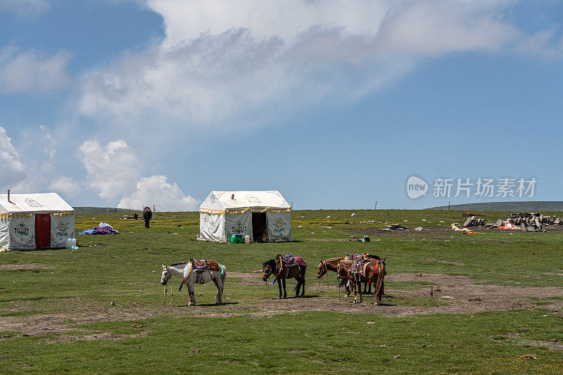 阳光明媚的日子，草原上牧民的马匹和帐篷