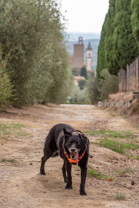 一只狗走在托斯卡纳乡村的小路上，背景是芬奇教堂的塔楼
