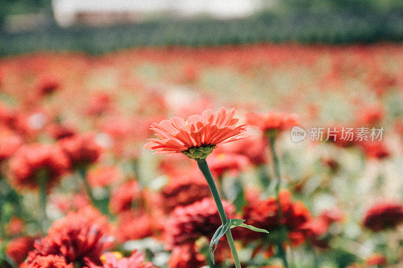 美丽的红花