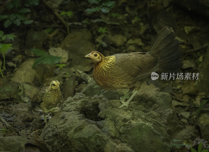 红色Junglefowl-females